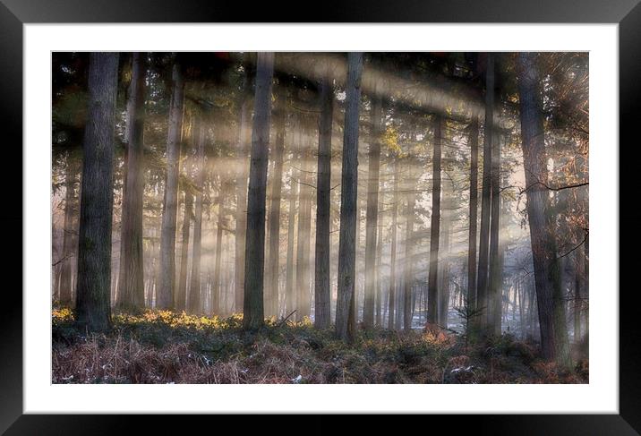 Morning Pine Woodlands Framed Mounted Print by Ceri Jones