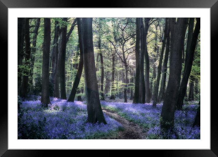 Bluebell Woodland Path Framed Mounted Print by Ceri Jones