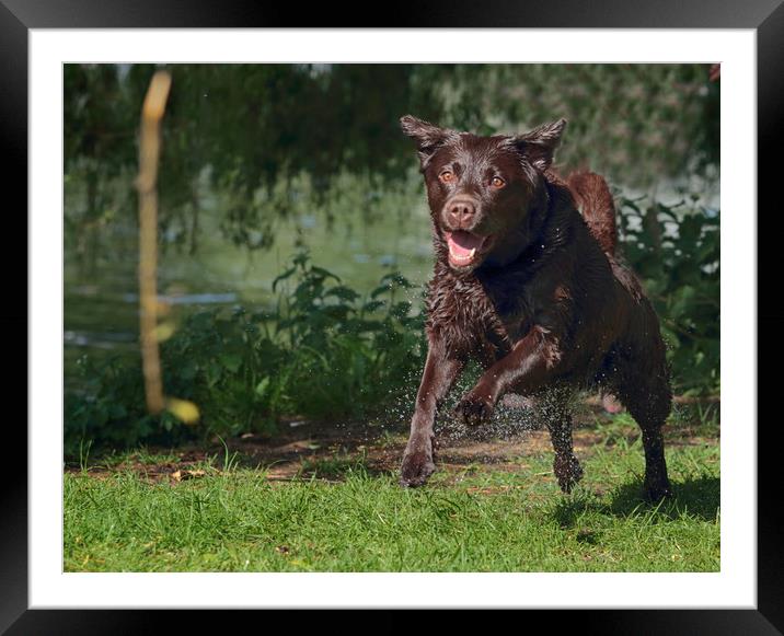 Brown Labrador at Play Framed Mounted Print by Ceri Jones