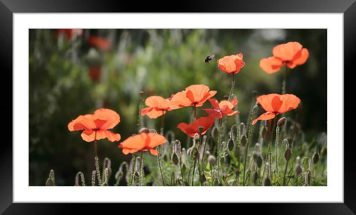 Summer Poppies Framed Mounted Print by Ceri Jones