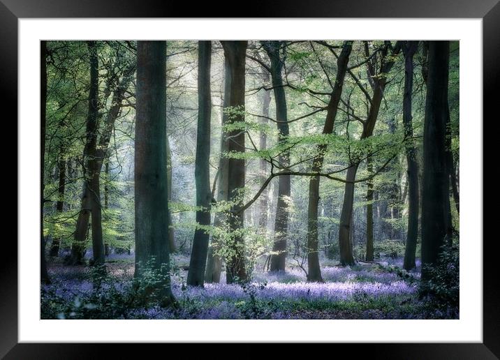 Morning Bluebells Framed Mounted Print by Ceri Jones