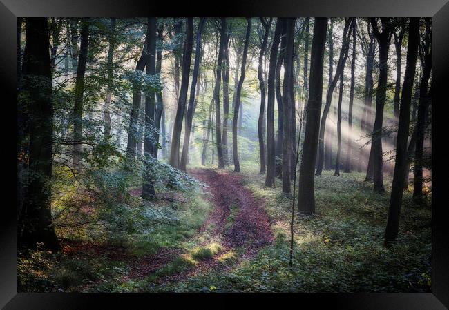 Morning Forest Path Framed Print by Ceri Jones