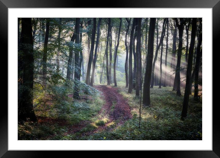 Morning Forest Path Framed Mounted Print by Ceri Jones