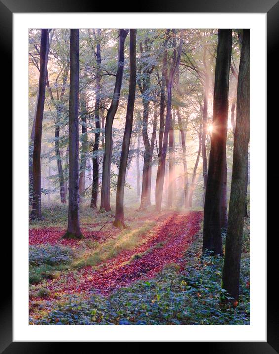 Sunlight in the Woods Framed Mounted Print by Ceri Jones