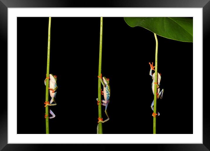 Climbing Red Eyed Tree Frogs Framed Mounted Print by Ceri Jones