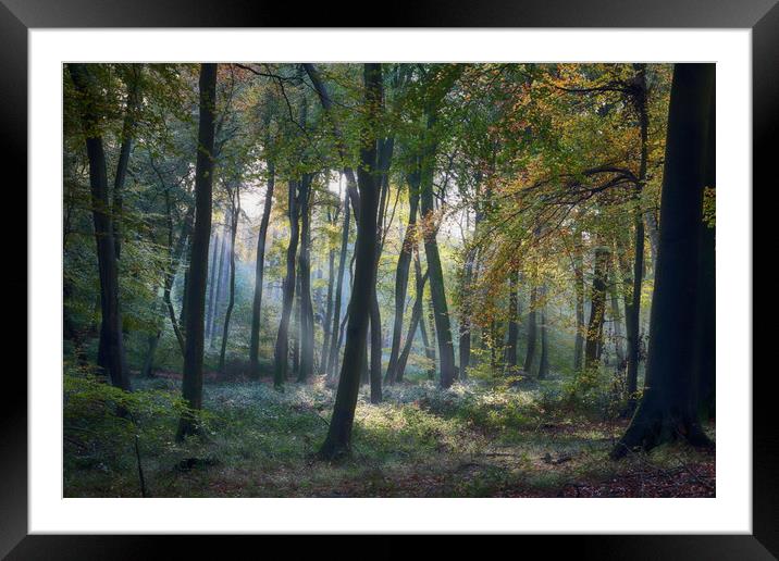 Autumn Woodlands Framed Mounted Print by Ceri Jones