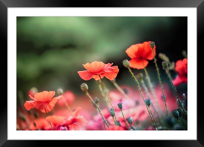Wild Red Poppies Framed Mounted Print by Ceri Jones