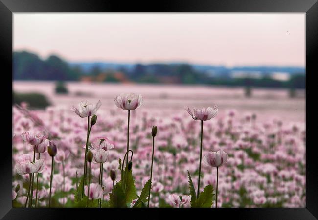 Summer Poppy Fields Framed Print by Ceri Jones