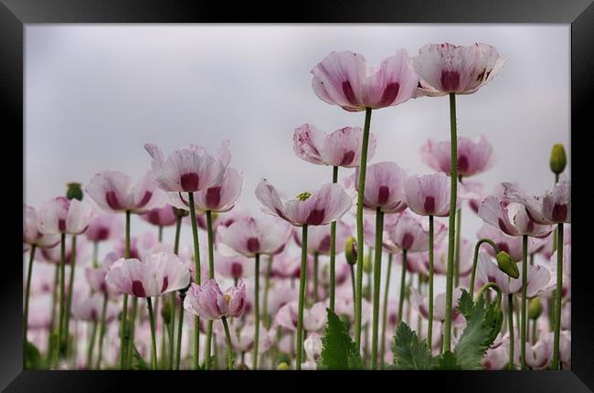 Poppy Field Framed Print by Ceri Jones