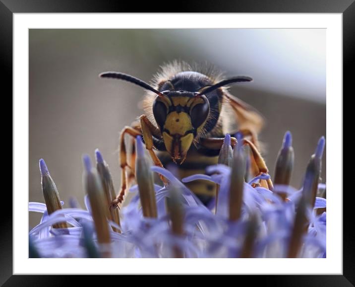 Wasp Close-up Framed Mounted Print by Ceri Jones