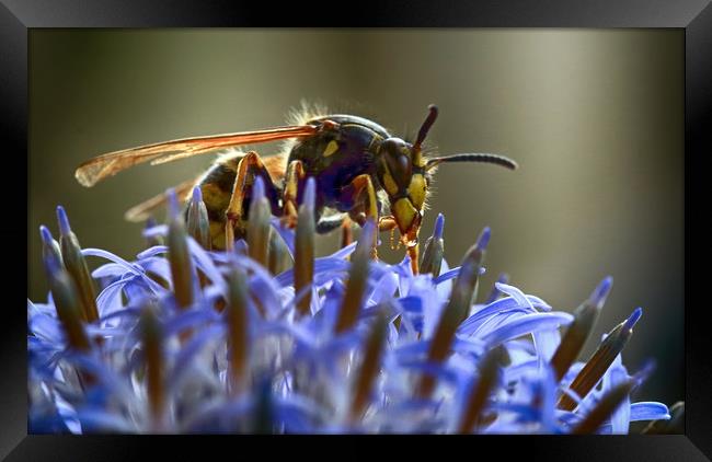 Wasp on Flower Framed Print by Ceri Jones