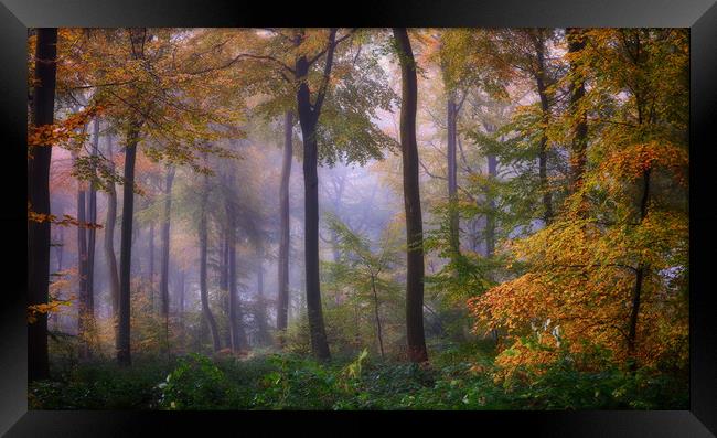 Misty Autumn Woodlands Framed Print by Ceri Jones