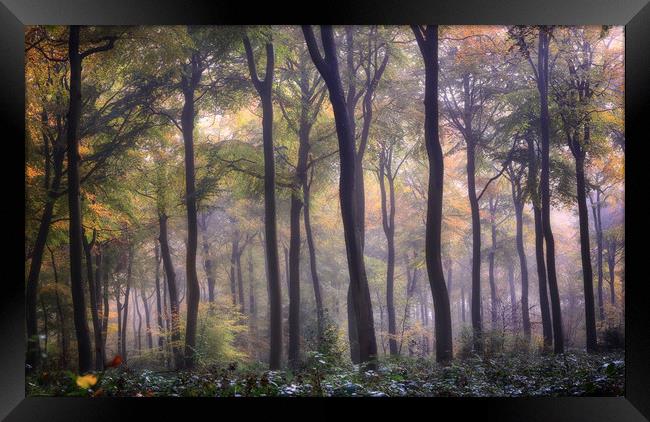 Autumn Beech Woodlands Framed Print by Ceri Jones
