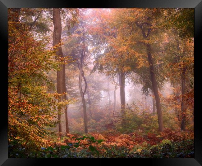 Misty Woodlands Framed Print by Ceri Jones