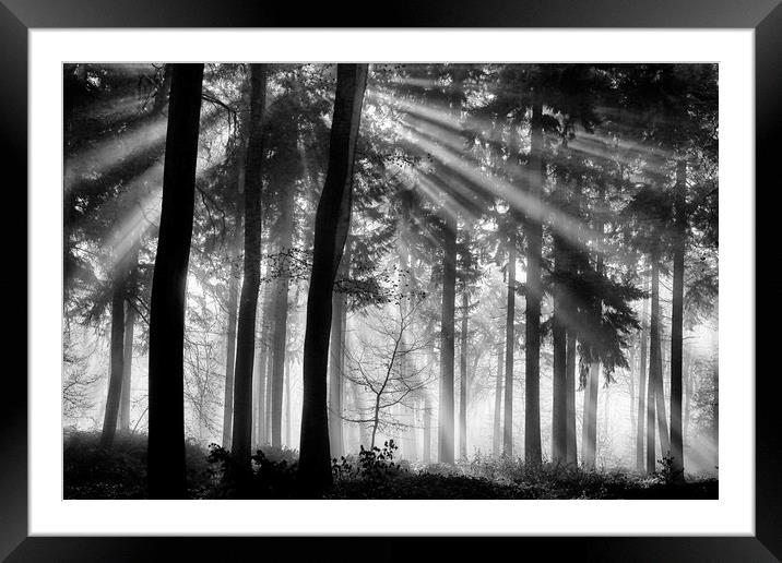 Sunlight in the Woods Framed Mounted Print by Ceri Jones