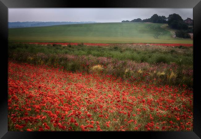 Summer Poppy Fields Framed Print by Ceri Jones