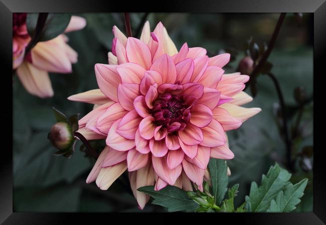 Pink Dahlia Framed Print by Ceri Jones