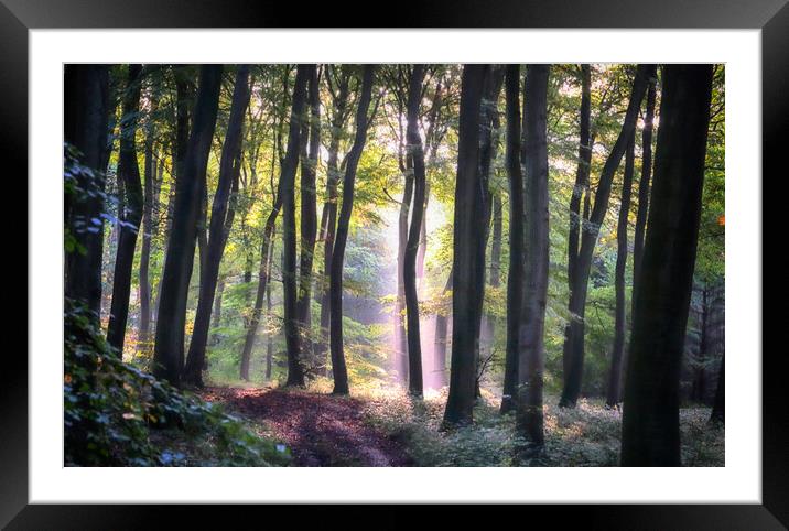 Early Autumn Woodlands Framed Mounted Print by Ceri Jones