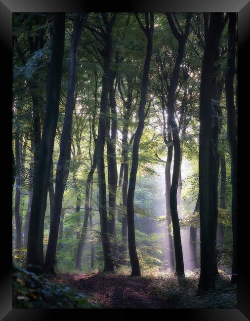 Morning Woodlands Framed Print by Ceri Jones