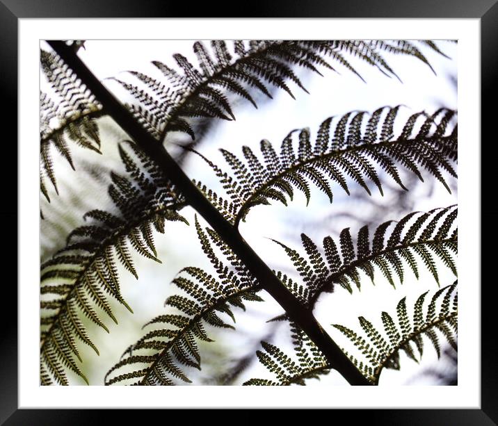 Abstract Fern Leaves Framed Mounted Print by Ceri Jones