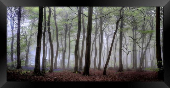 Misty Spring Woodlands Framed Print by Ceri Jones