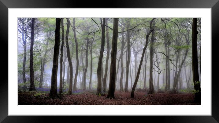 Misty Spring Woodlands Framed Mounted Print by Ceri Jones
