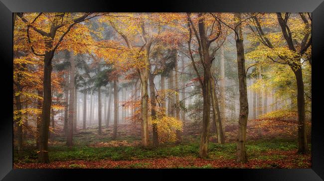 Autumn Morning Woods Framed Print by Ceri Jones