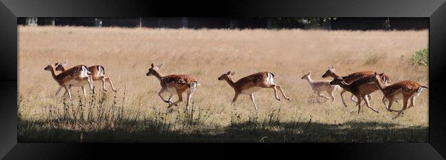 Red Deer on the Hoof Framed Print by Ceri Jones