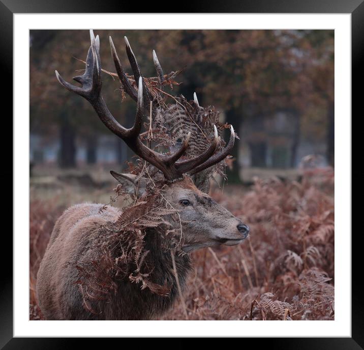Standing Stag Framed Mounted Print by Ceri Jones