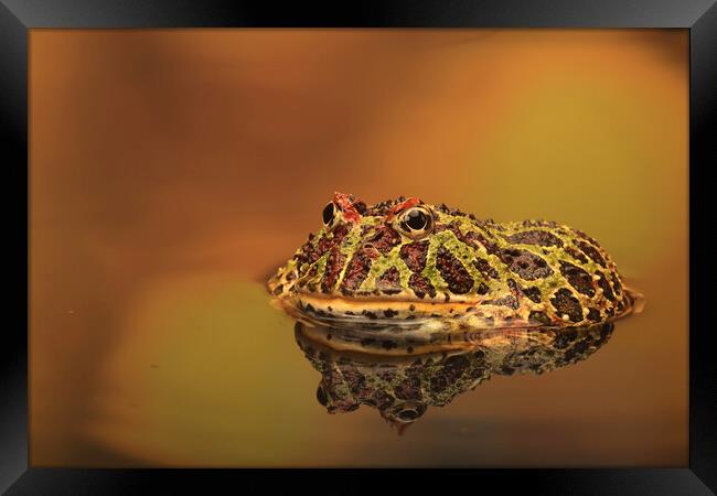 Argentinian Ornate Horney Frog Framed Print by Ceri Jones