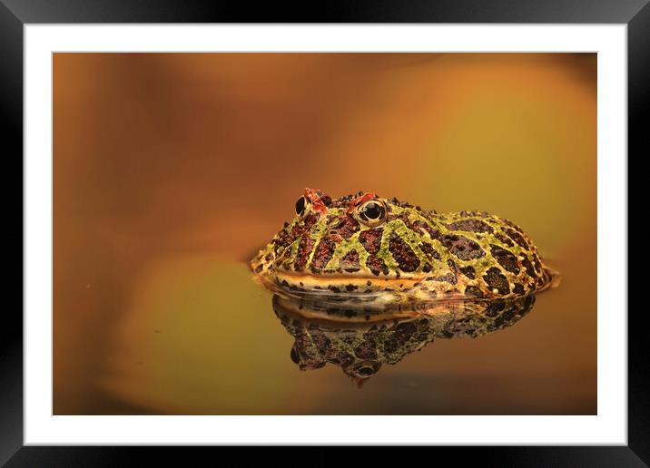 Argentinian Ornate Horney Frog Framed Mounted Print by Ceri Jones