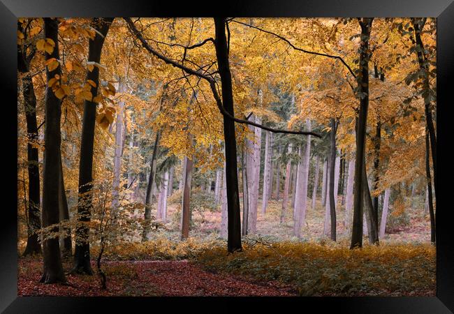 Autumn Forest Framed Print by Ceri Jones