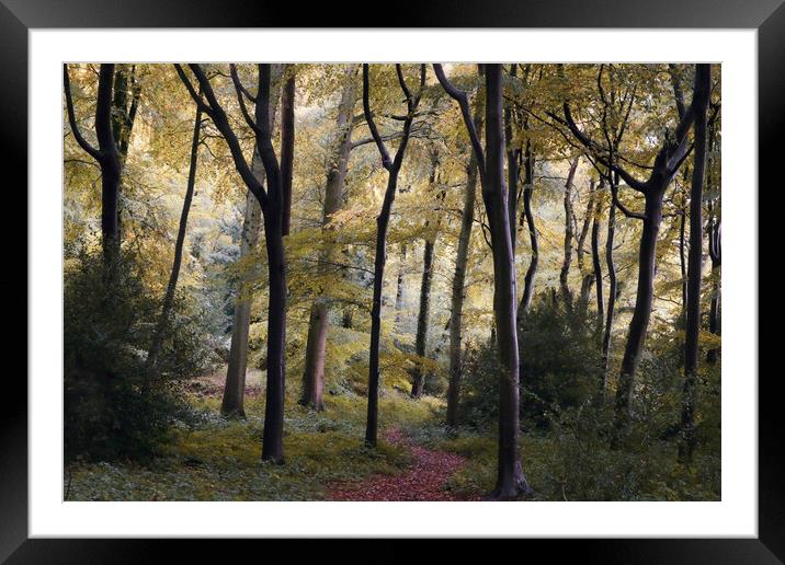 Early Autumn Woods Framed Mounted Print by Ceri Jones