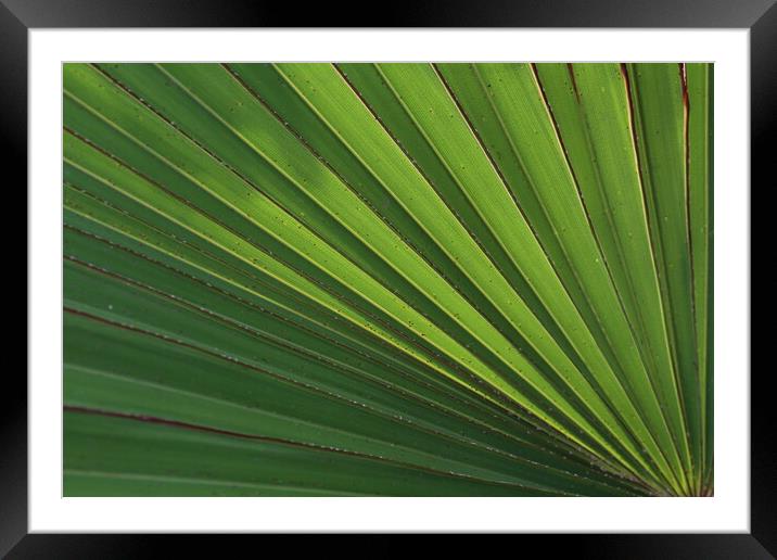 Plant leaves Framed Mounted Print by Ceri Jones