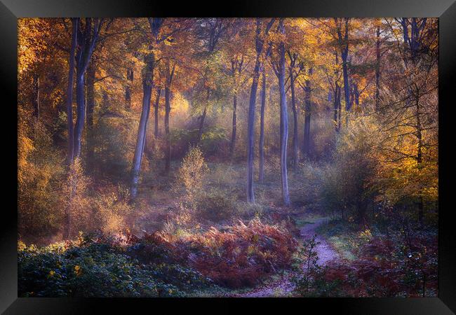 Autumn Woodland Path Framed Print by Ceri Jones
