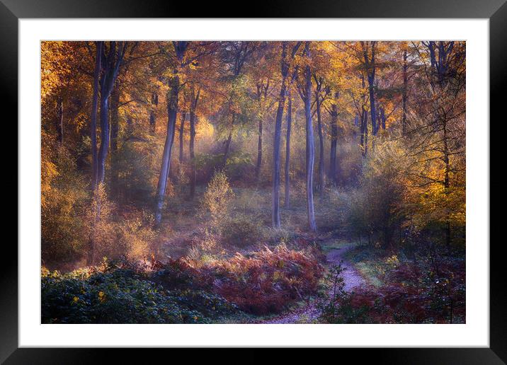 Autumn Woodland Path Framed Mounted Print by Ceri Jones