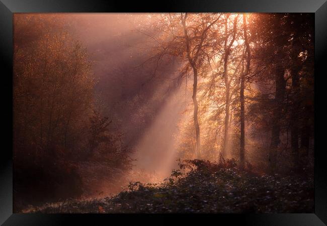 Foggy Morning Woods Framed Print by Ceri Jones