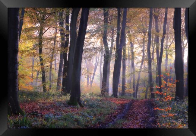 Autumn Woodlands Framed Print by Ceri Jones