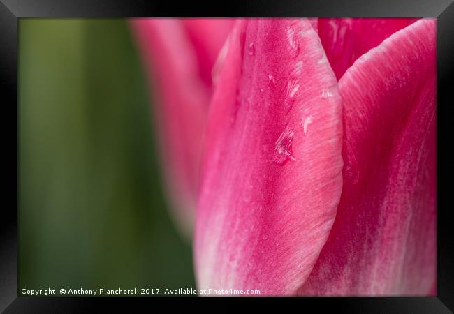 Tears of a Tulip Framed Print by Anthony Plancherel