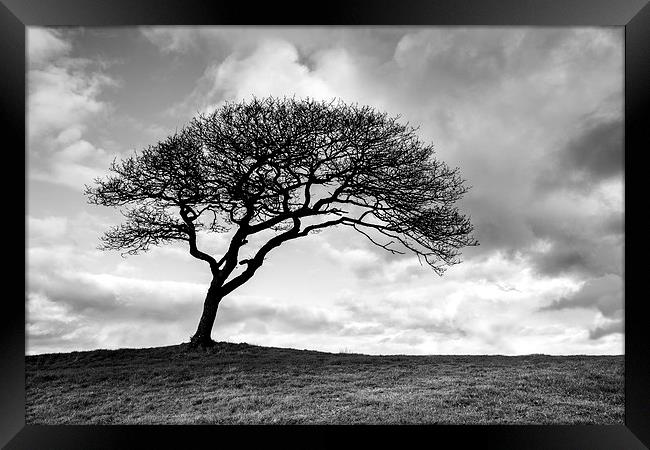 Black and white tree Framed Print by Katie Mitchell