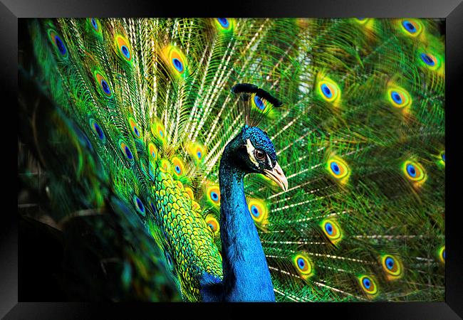 A colourful peacock Framed Print by Katie Mitchell