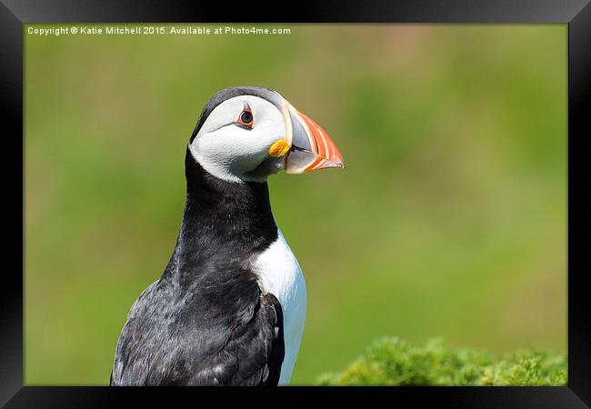 Puffin on Skomer Island Framed Print by Katie Mitchell