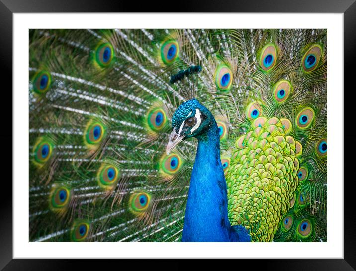 A beautiful peacock Framed Mounted Print by Katie Mitchell