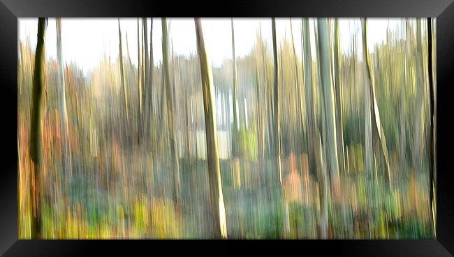 trees in morning sunlight Framed Print by John Mayhew