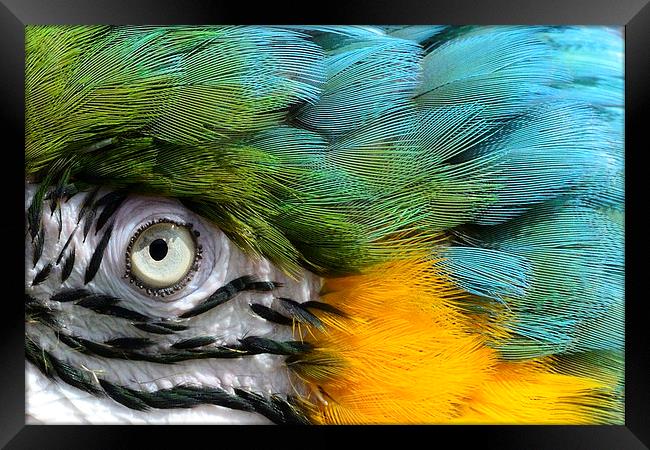 Macaw up close Framed Print by John Mayhew