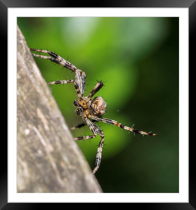 Male European garden spider Framed Mounted Print by Mark Hobbs