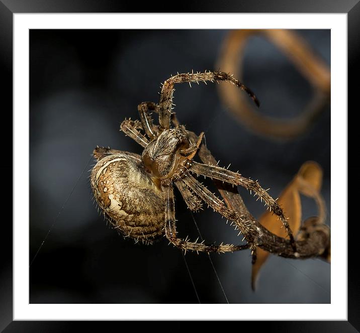 Female European garden Spider Framed Mounted Print by Mark Hobbs