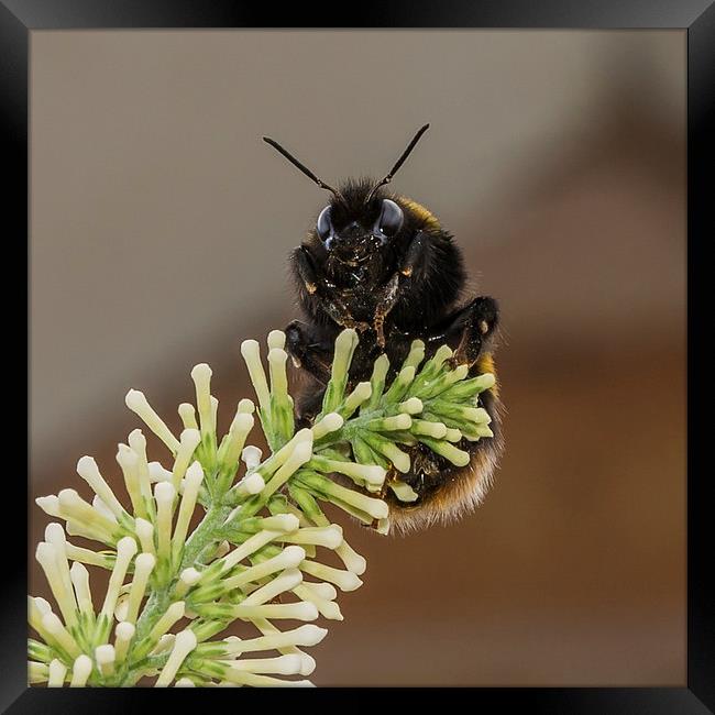 Bumble Bee Framed Print by Mark Hobbs