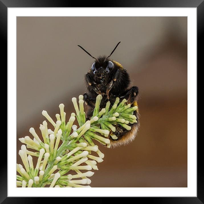 Bumble Bee Framed Mounted Print by Mark Hobbs