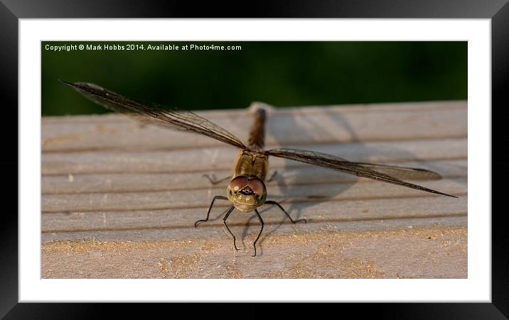 Common Darter Dragonfly Framed Mounted Print by Mark Hobbs
